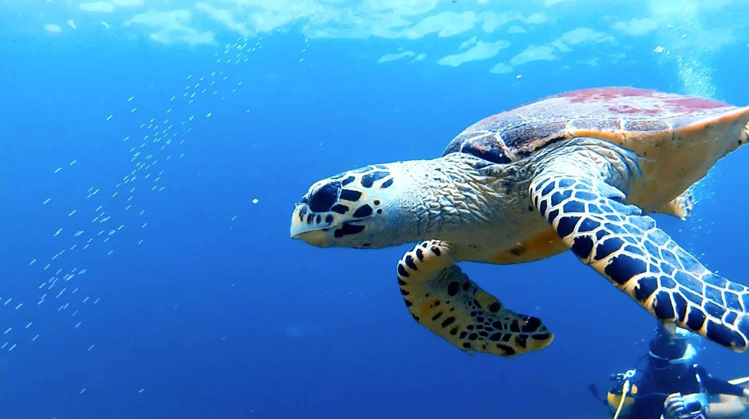turtle, phi phi, scuba diving, snorkeling