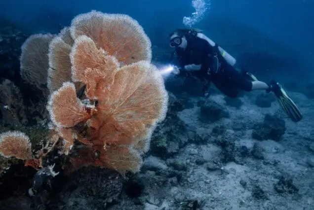 padi night dive, phi phi island night dive phi phi island